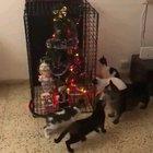 When the Christmas tree needs protection