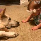 Dog returns kisses from a little girl