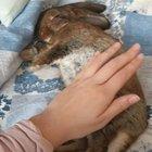 Just wanted to share my baby bunny with you all! ❤