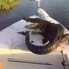 Crazy guys just push an alligator off their boat