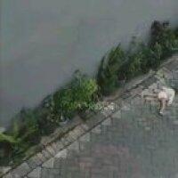 algo están tramando... fuk peruchimps