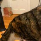 Magic cat uses hidden portal in front of my eyes