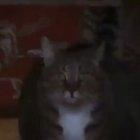 i dont even know what this is