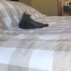 “The human stood up! PARKOUR!” (wait my ear has an itch) “ohhh they’re still there!”