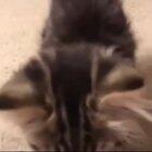 small boy big scream