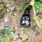 Cricket sound in slowmo