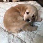 Congrats! you sorted by new. Here's a cute doggo video.
