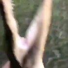 Guy throws gator into lake