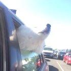 I think that siren is broken