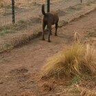 Lion asking dog for forgiveness