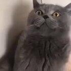 Ma cat, loves chicken nuggets