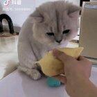 Cat smelling durian fruit