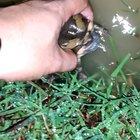 Just wanted to show you how noisy our neighbors are