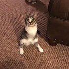 Raptor kitty loves her toy