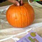 Don’t kill the pumpkin