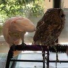 Fellow birb doesn’t understand personal space