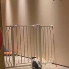 They say cats are liquid