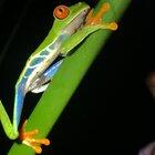 🔥 Captured this last night, the illusive Red-Eyed Tree Frog - La Fortuna, Costa Rica 🐸 🌴