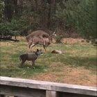 When she likes it rough