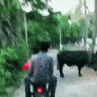 Leave The Cow Alone
