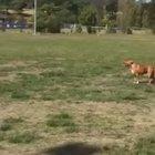 There are two types of dog in the world