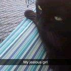 Cousin kitties came to visit