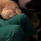 (Not owner of content) To cheer up your day, watch a hooman dressed as dog's favorite toy!