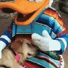 Nala, The Service dog, Got to Meet Donald the duck and They Became The Best Of Friends