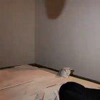 DeViL's HaNd cRuShEs ThE PoOr KiTty to DeAtH