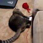 My cat realizing I am watching him do what I have repeatedly told him not to do