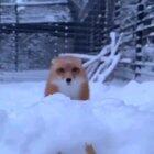 The quick brown fox jumps right in your face