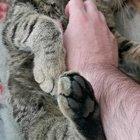 look at this cute little shit