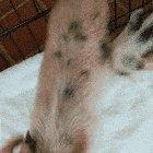 Back scratchin piggy plops!