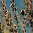 Один билет в ад, пожалуйста