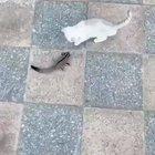 How to train your purrrrr