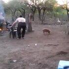 In Soviet Russia if you try to eat pork, the pork will try to eats you!