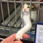 Kitty really wants to be adopted