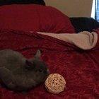 Does anyone else sense the attitude