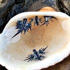 🔥 These incredible creatures are a type of Nudibranch known as the Blue glaucus