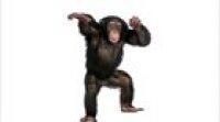 Monkey dance.mp4