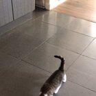 My cat has killed all my fantasies of having a cat