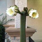 Time lapse of my cactus blooming last night