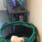 Known felon escapes super max