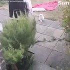 Guys accent is funnier than the creepy cat