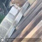 Australia, the home of suicidal animals