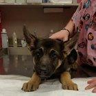 This pup[y throwing up balloons