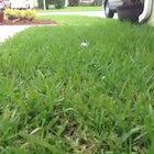 Smallest piglet bouncing through the grass