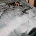 Imgur liked Egg, thought you guys might this stunt of Egg too!