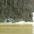 🔥 A Jaguar dragging an Alligator out of the river 🔥