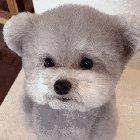 This dog looks like a living teddy bear